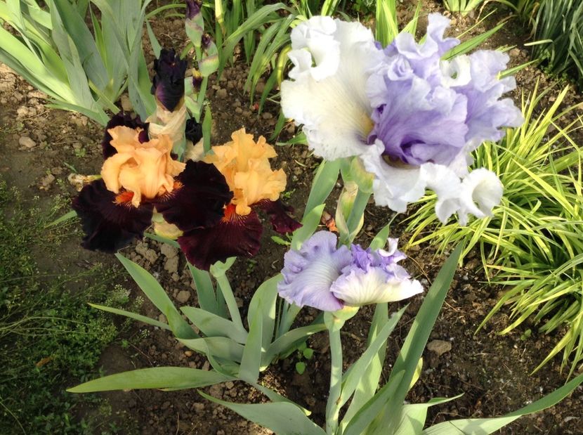 Classicana si halloween trick - Irisi 2017