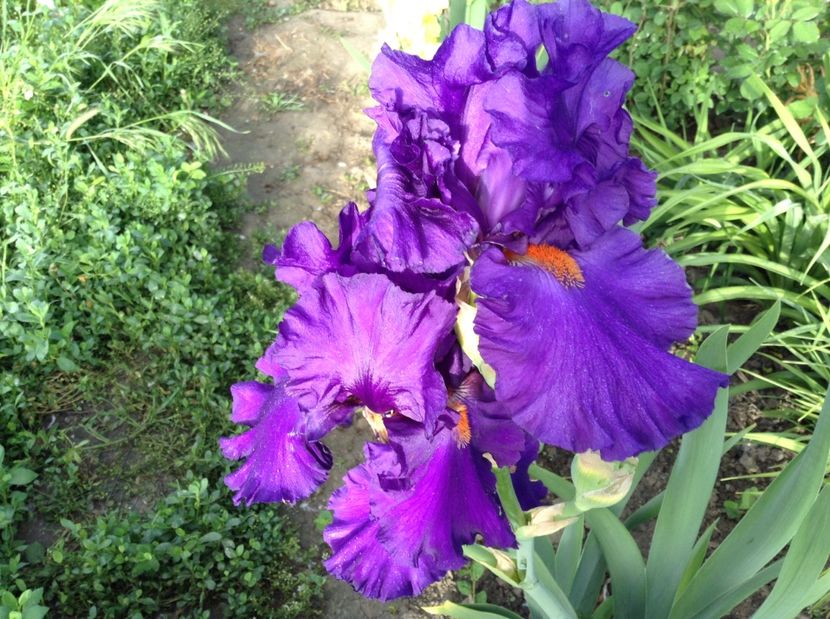 Paul black - Irisi 2017