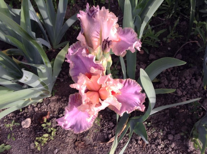 Child of fortune - Irisi 2017