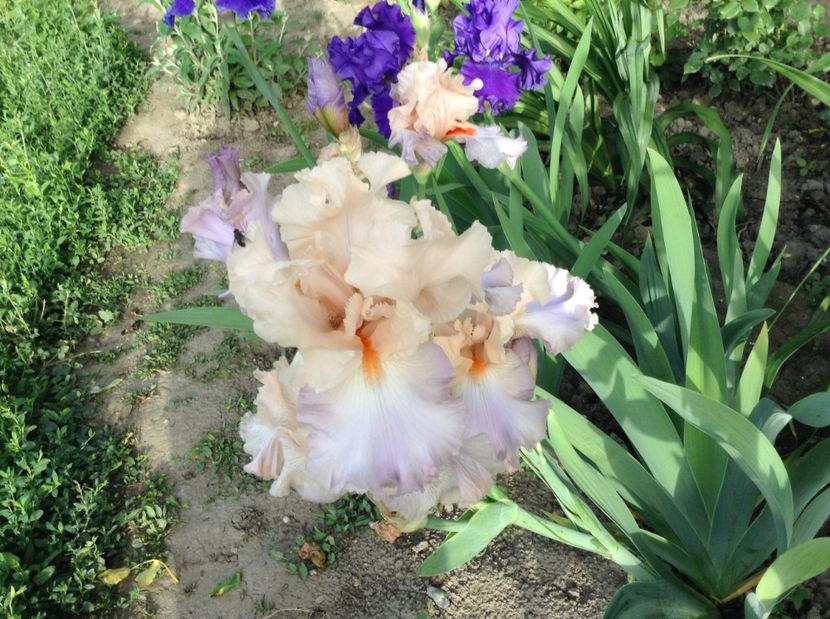 Celebration song - Irisi 2017