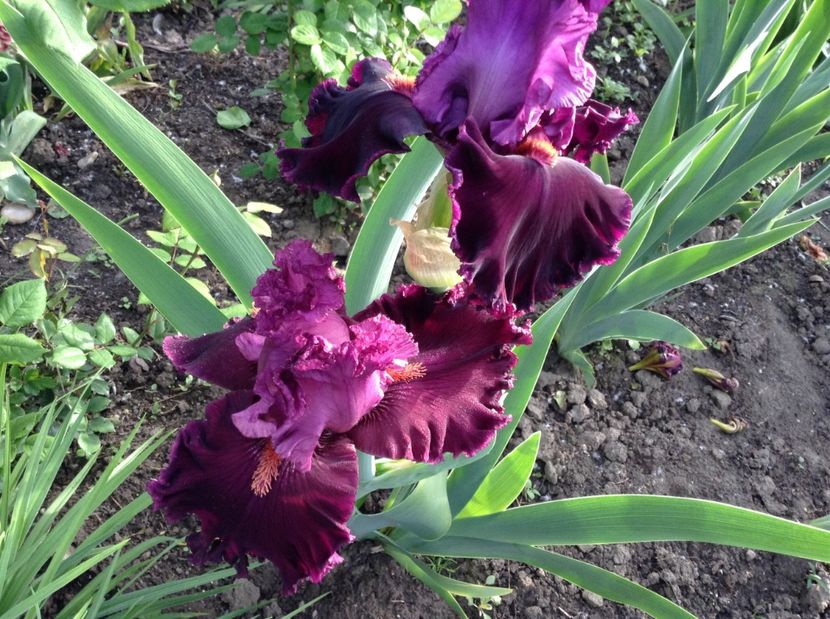 Up in flames - Irisi 2017