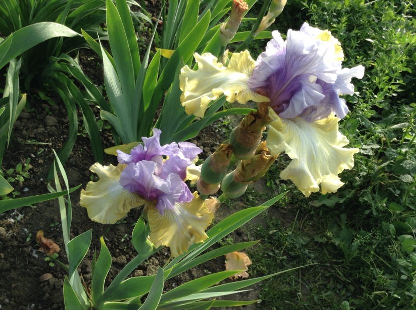 Party' s over - Irisi 2017