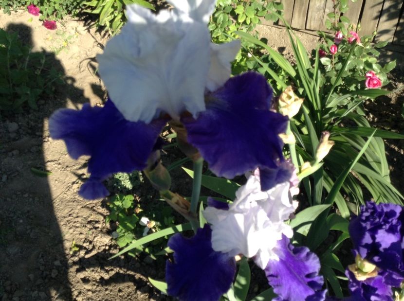 Ride the wind - Irisi 2017