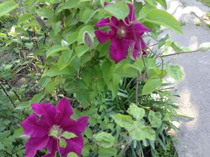 Sa fie westerplatte? - Clematite 2017