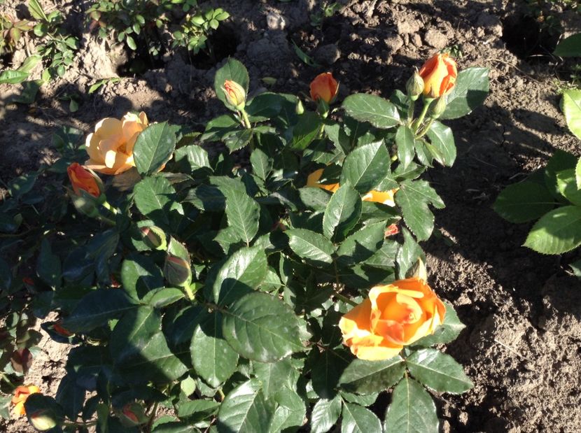 L' elegante du pyla - Trandafiri 2017