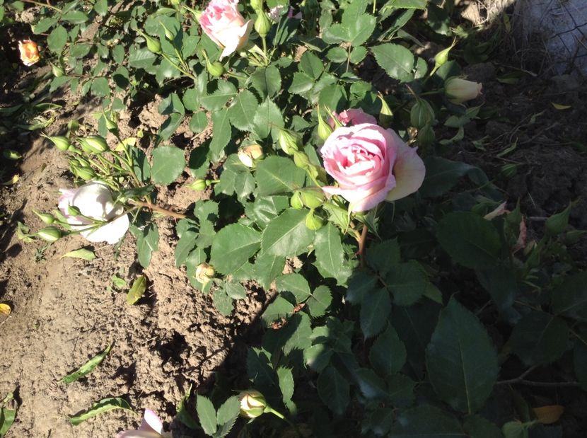 Eyes for you - Trandafiri 2017