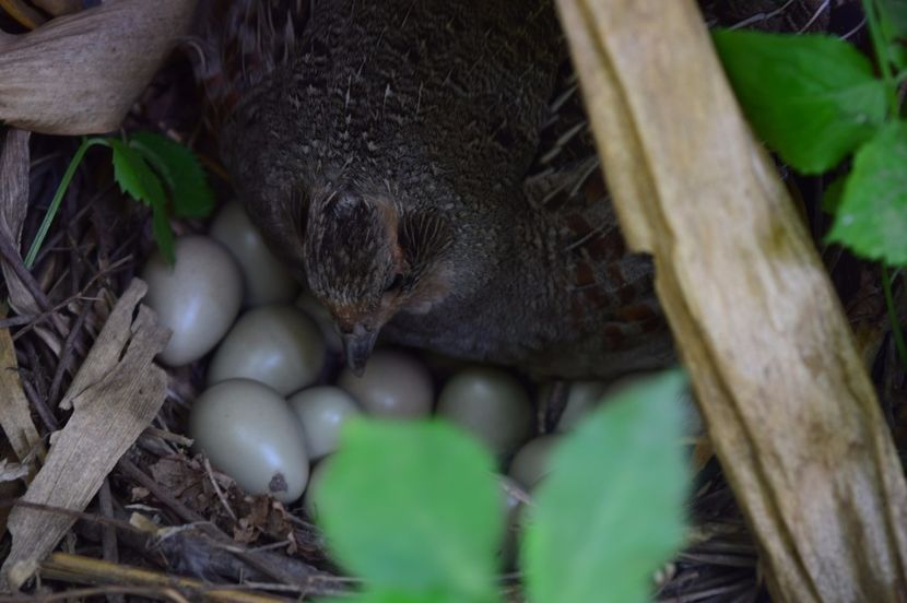  - POTARNICHI COMUNE PERDIX PERDIX