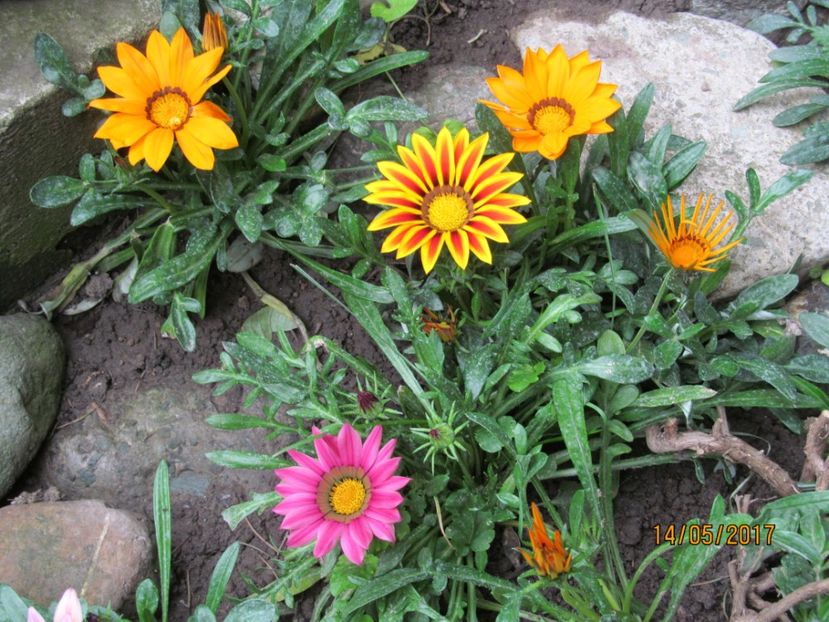  - Flori in gradina-2017