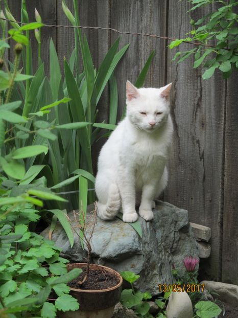  - Flori in gradina-2017