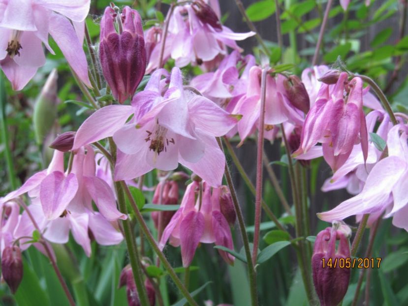  - Flori in gradina-2017