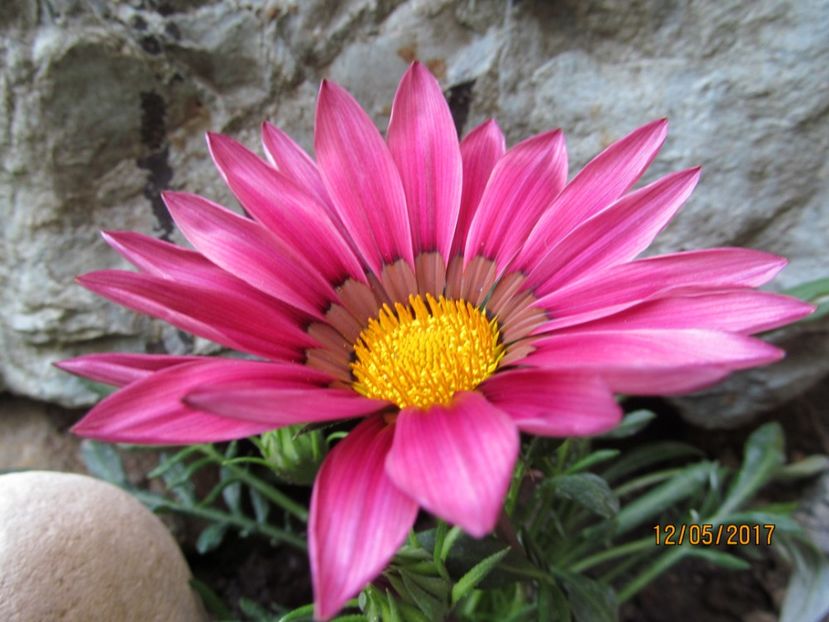  - Flori in gradina-2017