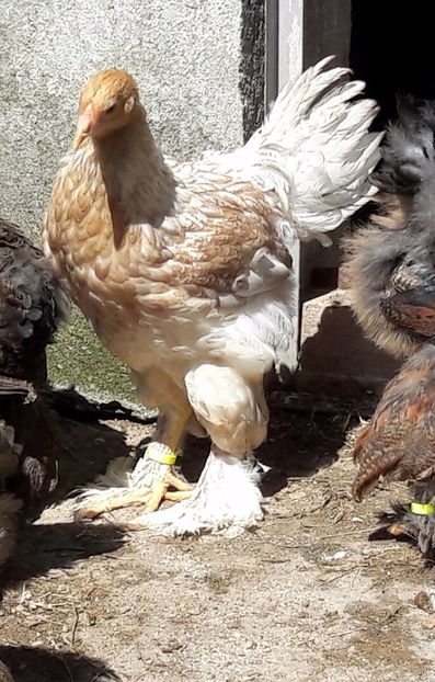  - a__Pui si tineret brahma 2017