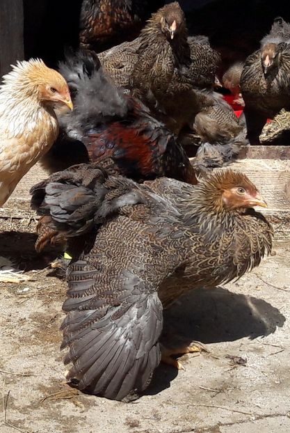  - a__Pui si tineret brahma 2017