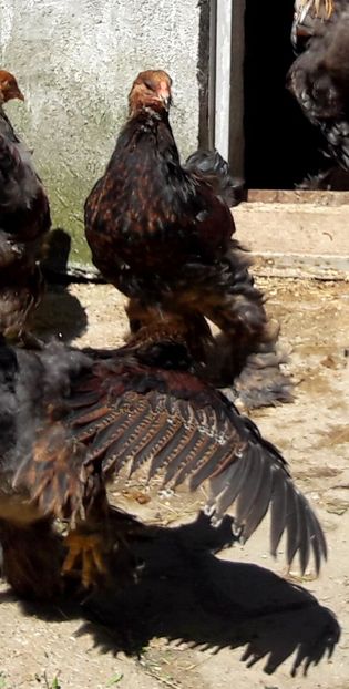  - a__Pui si tineret brahma 2017