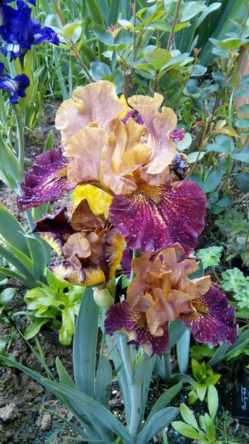  - Iris intermediar