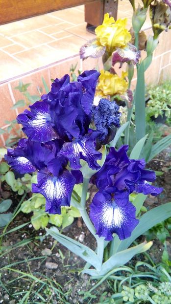  - Iris intermediar