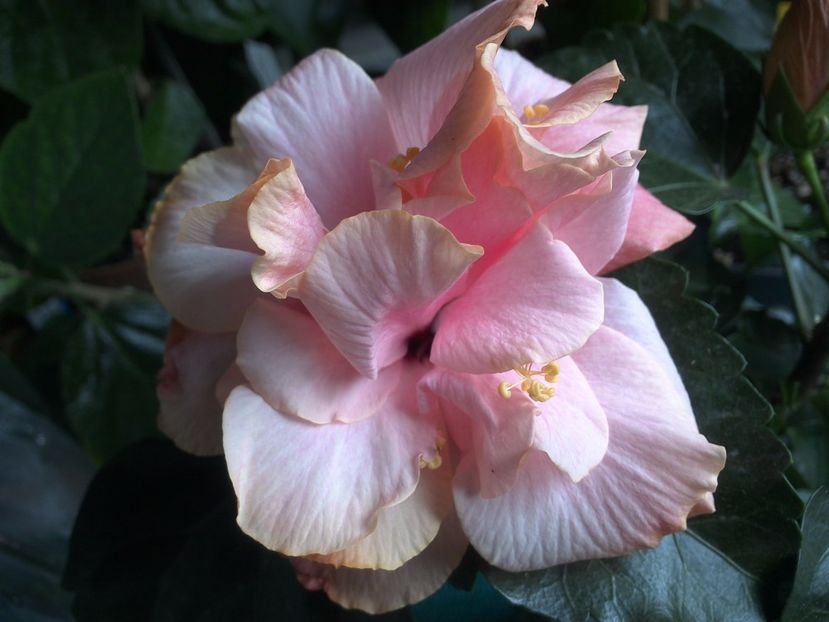 WIN_20170514_091315 - Clasic Pink