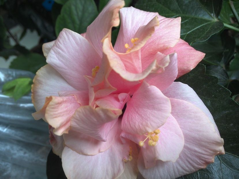 WIN_20170514_090654 - Clasic Pink
