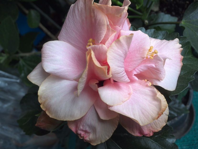 WIN_20170514_090729 - Clasic Pink