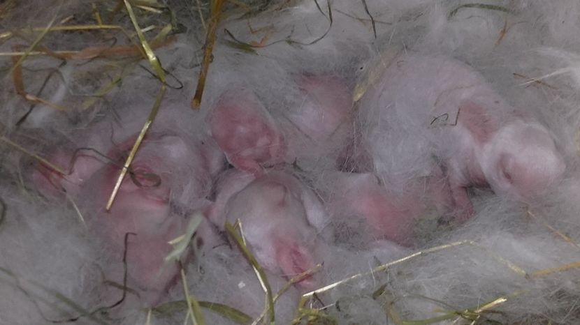  - Cuib calif F RO 50 - din 08 05 2017