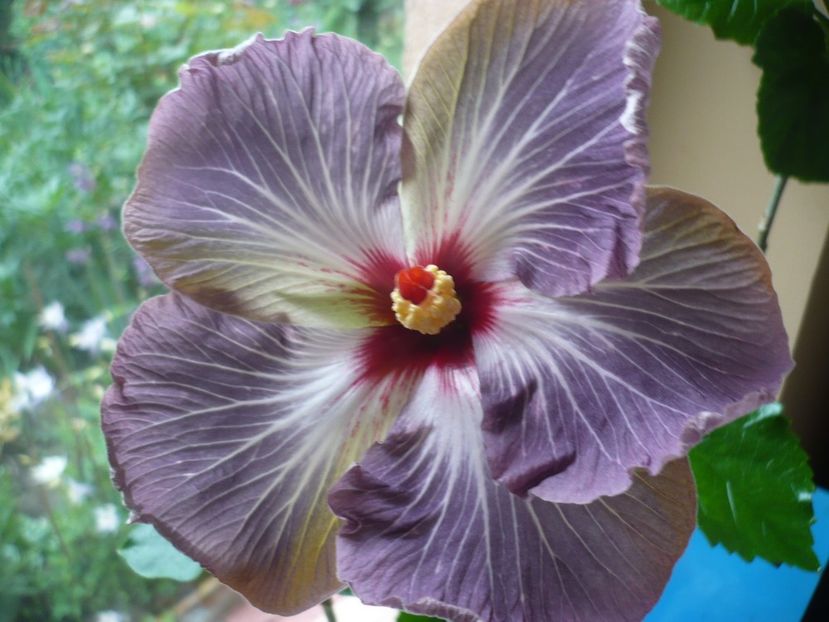 P1310986 - Calm Ocean