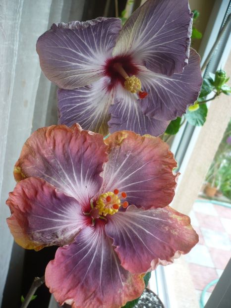 P1310988 - Calm Ocean