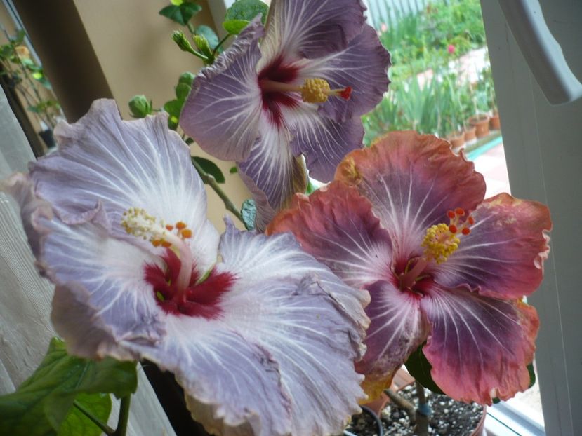 P1310990 - Calm Ocean