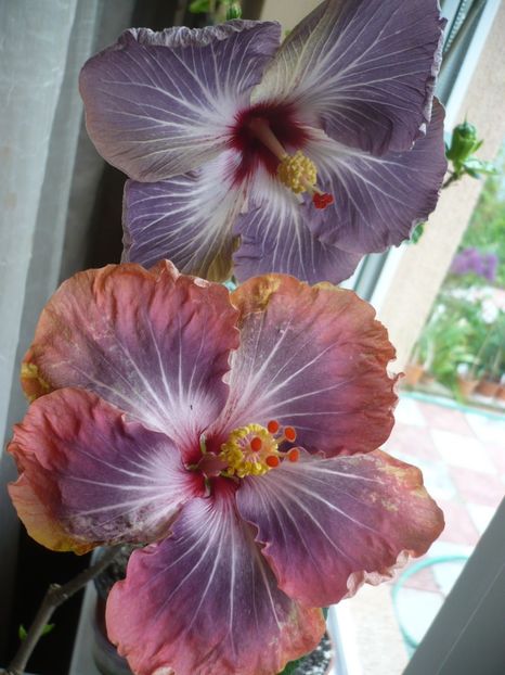 P1310997 - HIBISCUSI 2017-1