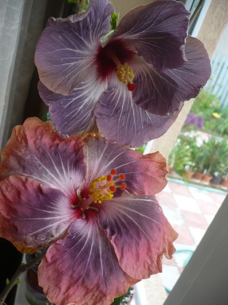 P1310999 - HIBISCUSI 2017-1