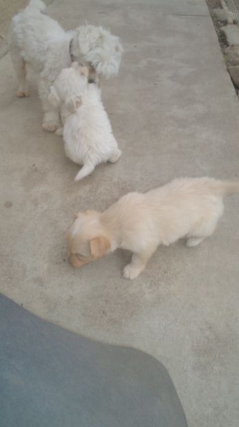  - PAZNICI CREDINCIOSI LA DATORIE