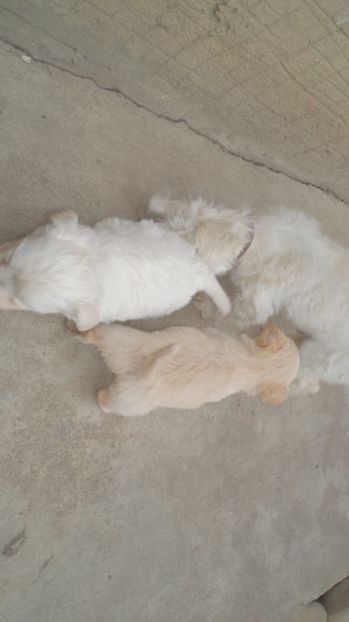  - PAZNICI CREDINCIOSI LA DATORIE