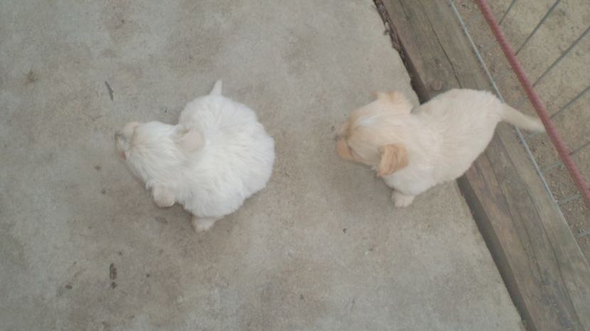 LA SASE SAPTAMINI - PAZNICI CREDINCIOSI LA DATORIE