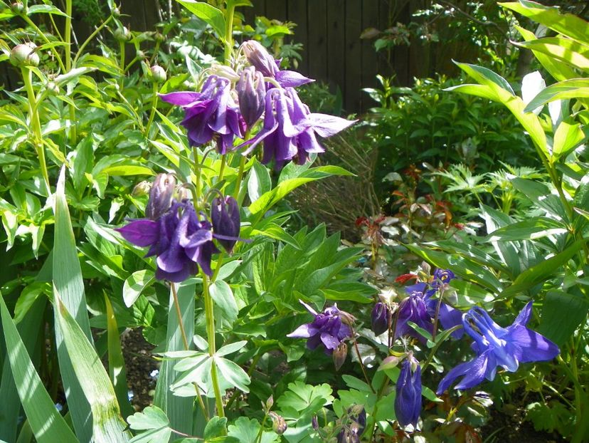 13 mai (6) - Aquilegia 2017