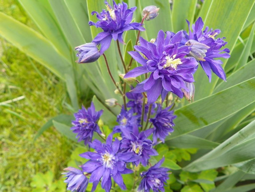 13 mai (46) - Aquilegia 2017