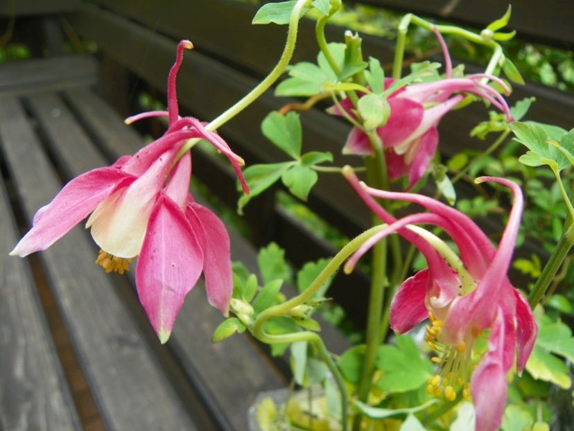 Crimson Star - Aquilegia 2017