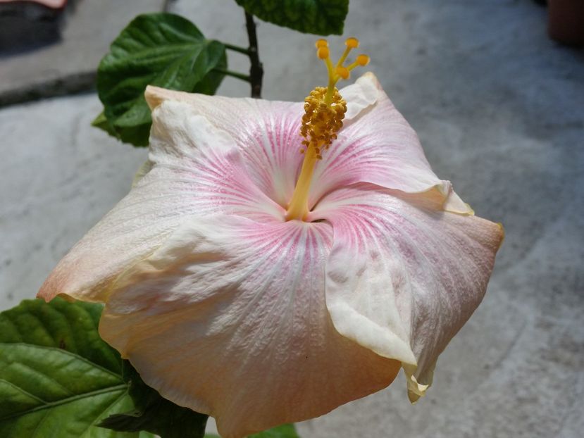  - tahitian lavender pastel