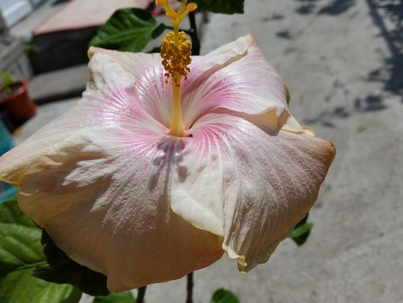  - tahitian lavender pastel