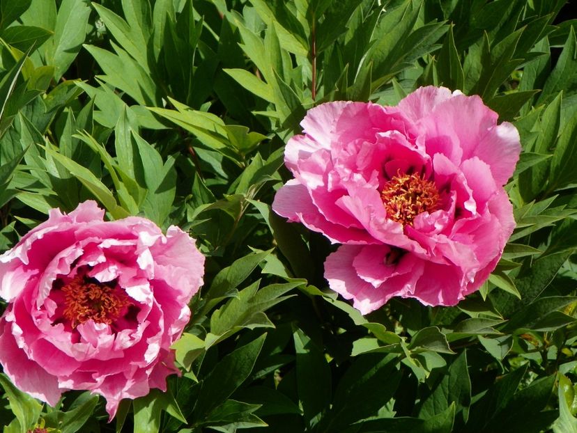 Yin Hong Qiao Dui - Bujori arbustivi si itoh 2017