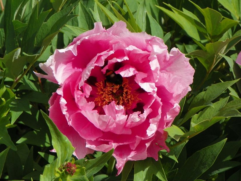 Yin Hong Qiao Dui - Bujori arbustivi si itoh 2017