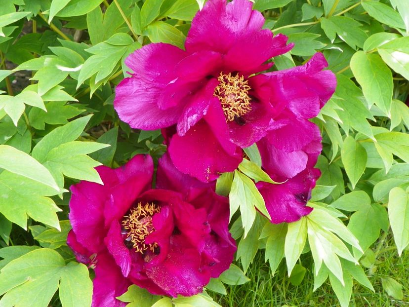 Negricans - Bujori arbustivi si itoh 2017