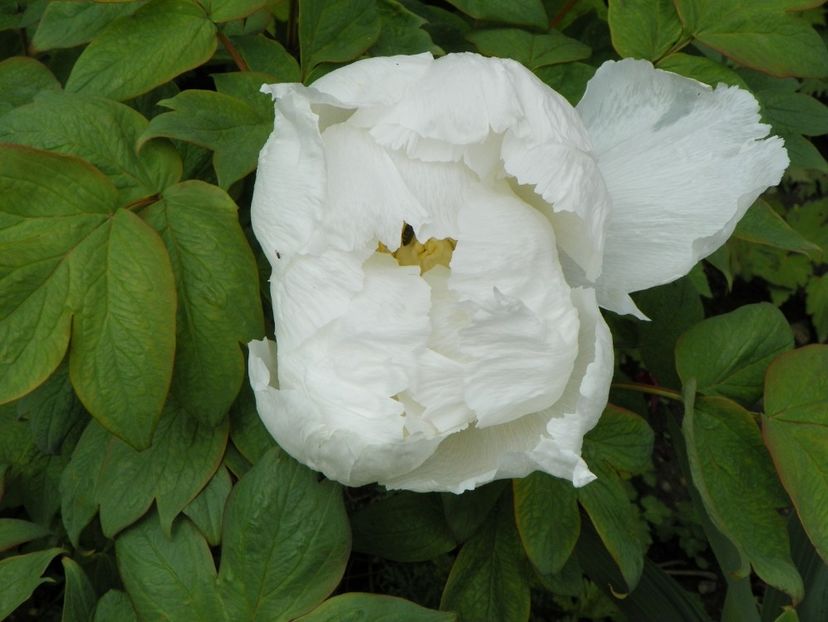 white anthesis - Bujori arbustivi si itoh 2017