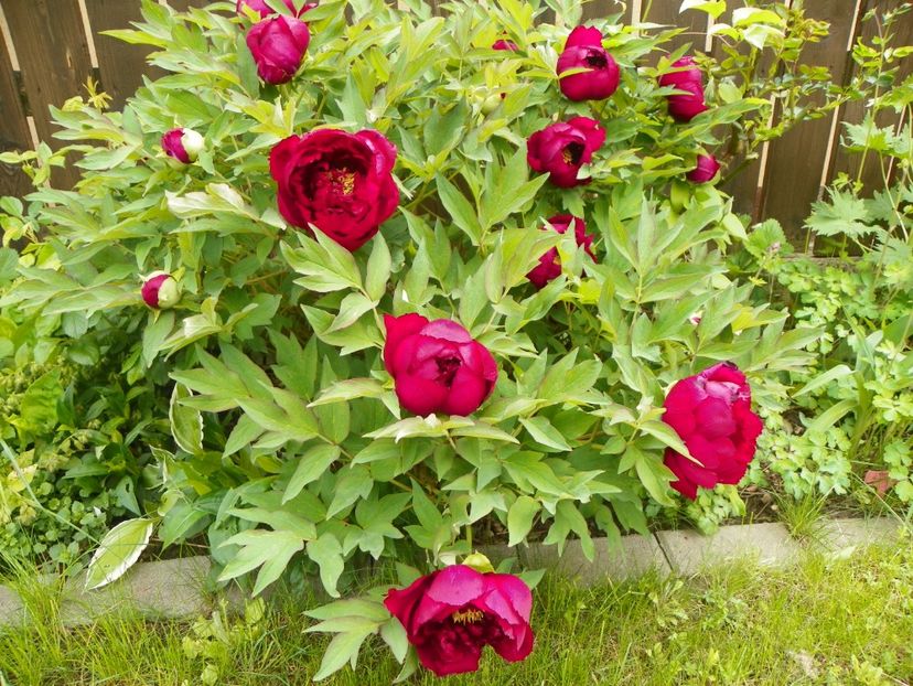 Wu Jin Yao Hui - Bujori arbustivi si itoh 2017