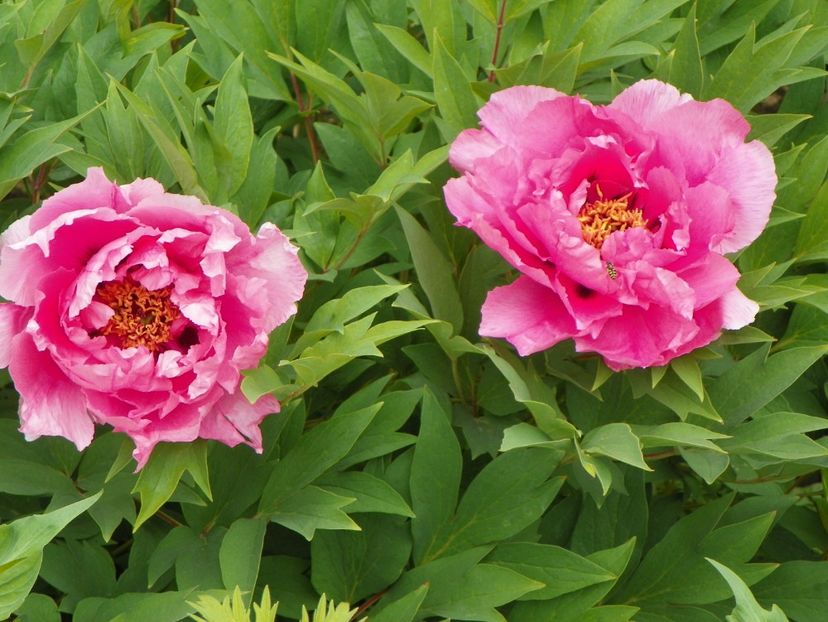 Yin Hong Qiao Dui - Bujori arbustivi si itoh 2017