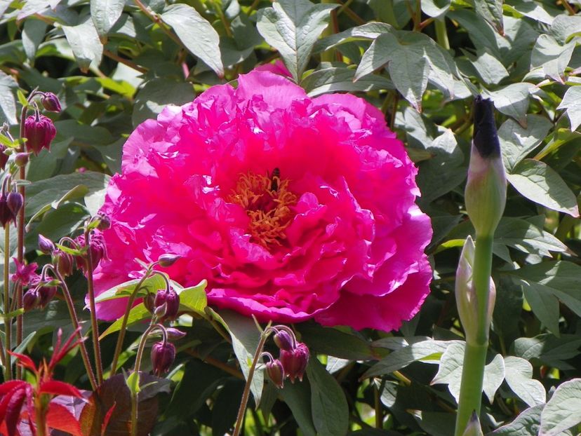 Raphael - Bujori arbustivi si itoh 2017