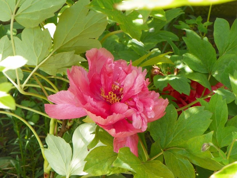 Souvenir dEtienne Mechin - Bujori arbustivi si itoh 2017