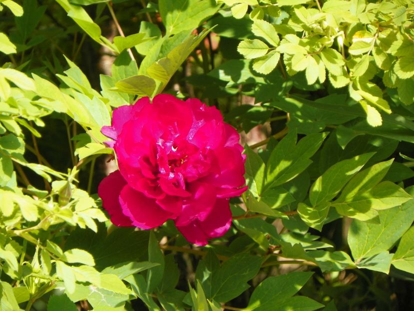 Luo Yang Hong - Bujori arbustivi si itoh 2017