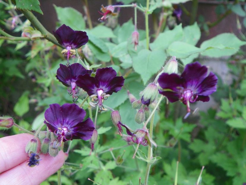 phaeum - Geranium 2017