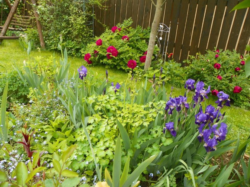 13 mai (43) - Gradina 2017