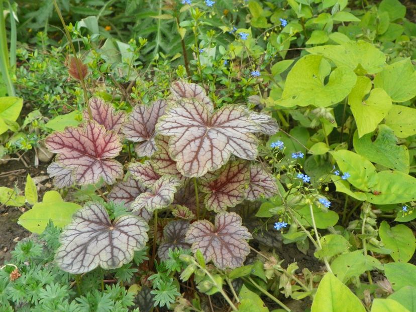 13 mai (59) - Primavara 2017