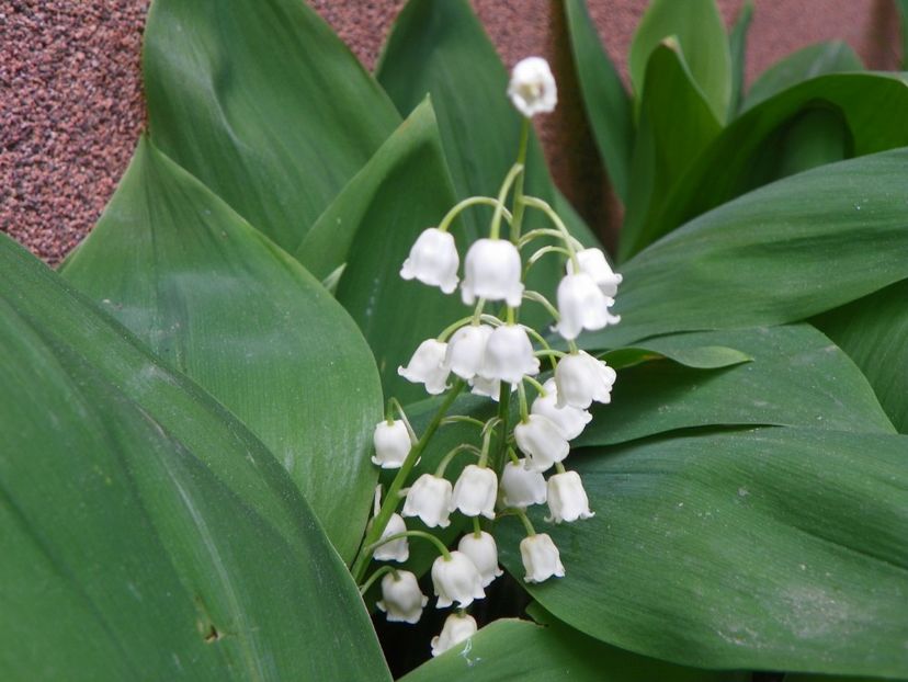 13 mai (49) - Primavara 2017